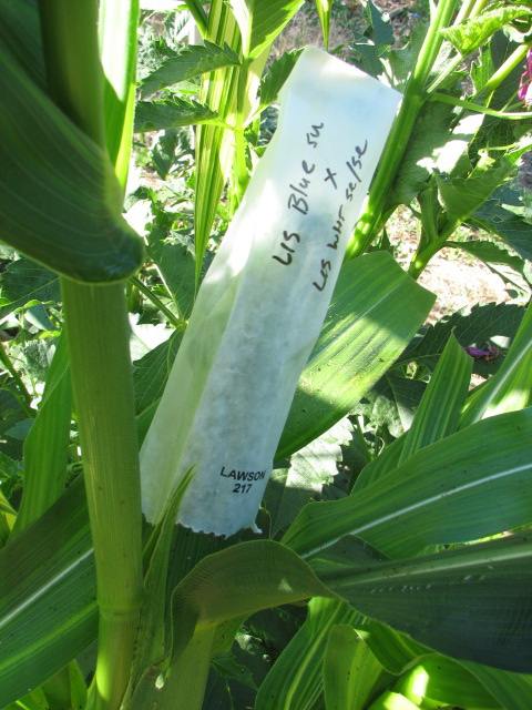 corn