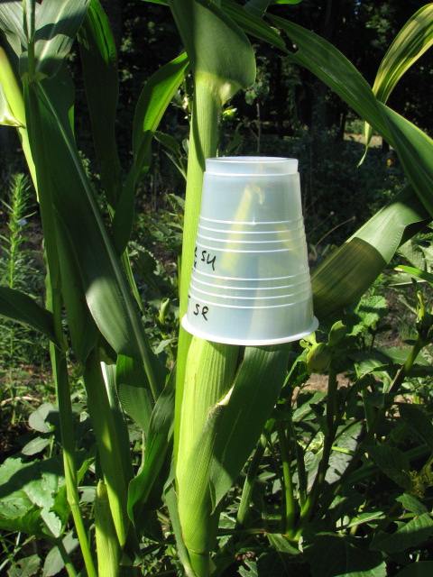 corn